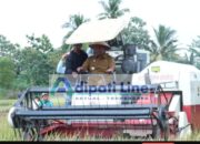 Wakil Bupati Lampung Tengah Panen Raya Padi di Kampung Bangun Sari Bekri, Upaya Meningkatkan Indeks Produktivitas Pertanaman