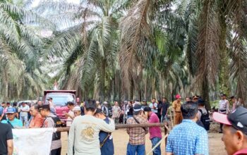 Ratusan Massa Menginap di Kebun Sawit PTPN 7 Bekri Lampung Tengah