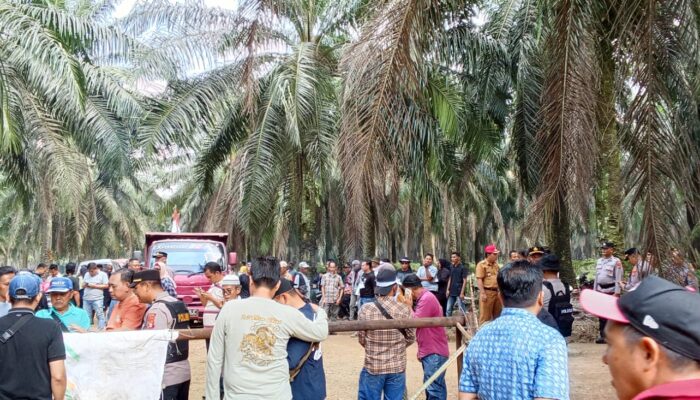 Ratusan Massa Menginap di Kebun Sawit PTPN 7 Bekri Lampung Tengah
